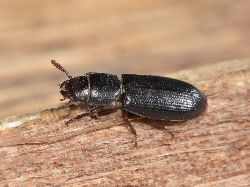 Tenebroides mauritanicus o fuscus?